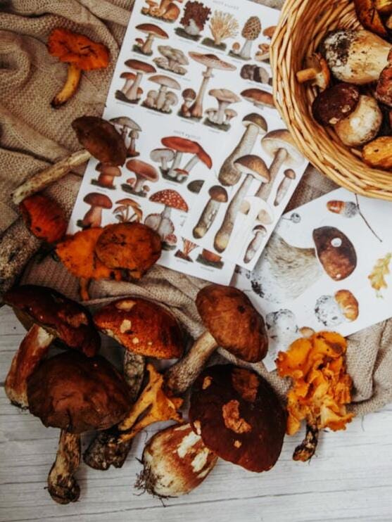 Forager's Focaccia And Wild Mushroom